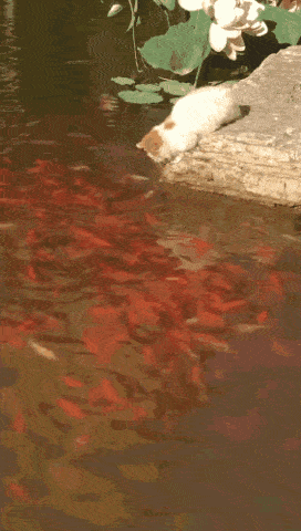 帶著貓咪去觀賞金魚，沒想到貓咪獸性大發，直接往金魚堆裡面撲 萌趣萌寵 第2张