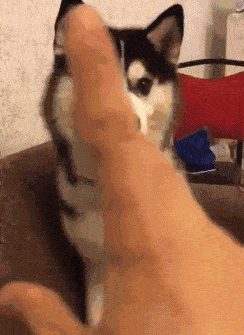 原创gif-搞笑段子:今天撞了个比亚迪,下来就要我卖房