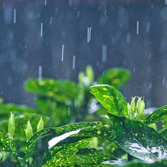 曰僚丨会客:雨天,有一份逍遥叫听雨