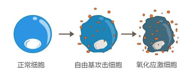 自由基与衰老头发健康的关系