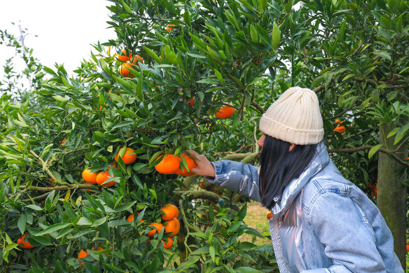 三峡橘乡，柑橘之城，实现柑橘自由，体验田园生活！