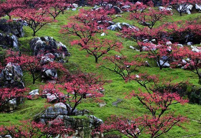 乡村游连平上坪桃花围屋采风2天摄影