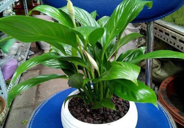 怎么养花才能爆根 d371d3aab80547e7a560796ee594d5dc.jpeg