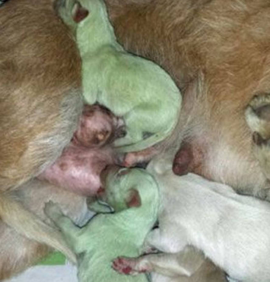 两只绿色鱼亲嘴猜成语_看图猜成语