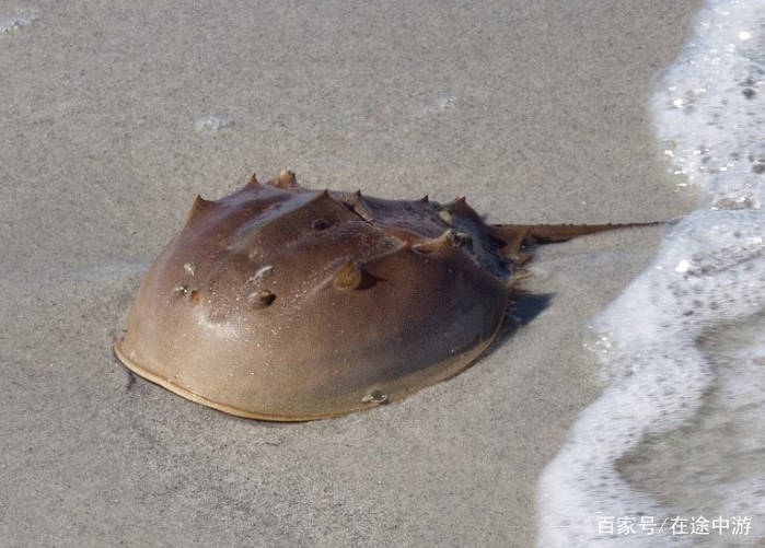 蓝色血液的鲎怎么做好吃 f30d8980e52749d1a4dc1efc50001523.jpeg