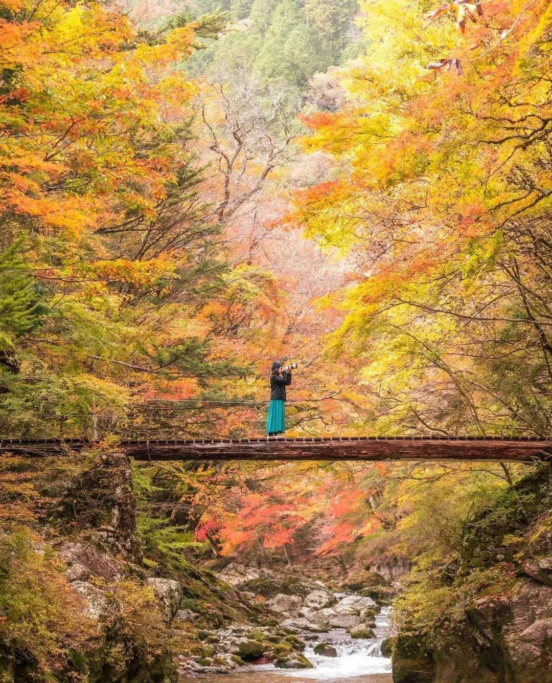 移民港:摄影师拍下日本各地红叶绝景!有生之年一定要在日本看红叶