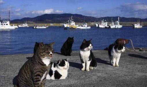 日本最特别的岛屿：拥有五万只猫咪，不仅能抓老鼠还能下海捕鱼！