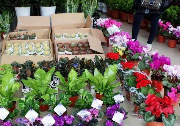 怎么养花才是乐趣 5fa35683d66f4c76b468362c191e30a9.jpeg