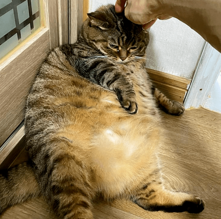 男子收养了一只狸花猫一年后吓哭了