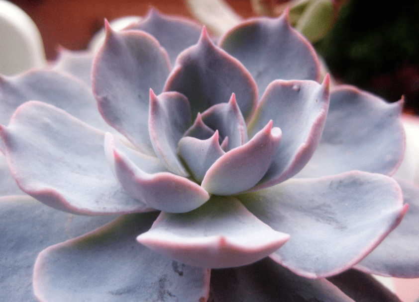 多肉种类及名字 764894af85b74a6fa4ad0fcb73cb5e41.png