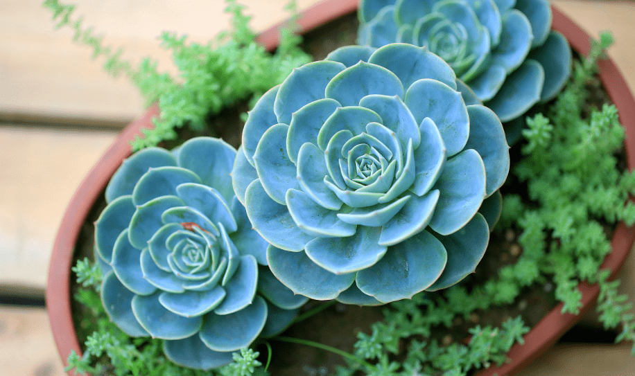 玉缀多肉怎么养爆盆 c7c6078a13574531b48db0d02cdf8768.png