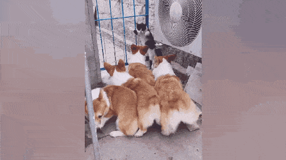 原创gif-搞笑段子:女同事暗恋我,一直没答应,她有事没事就往家里跑