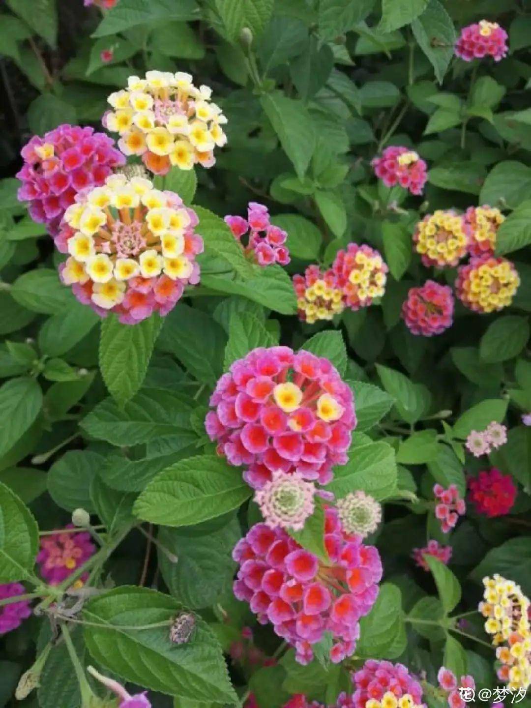 适合家里养的花一年四季开花 0567cbd3b1b94529bf3ac121d160173a.jpeg