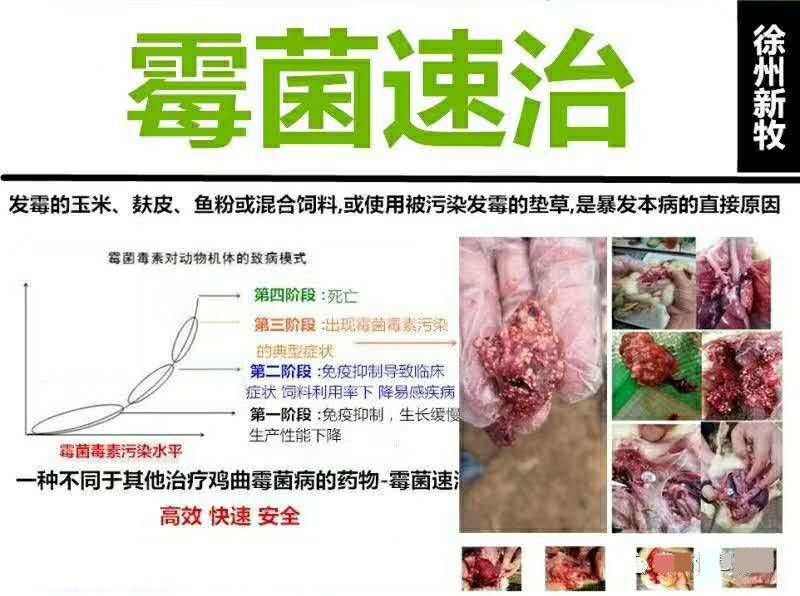 小鹅得了霉菌什么症状 鹅霉菌中毒怎么能治好 雏鹅霉菌如何治疗