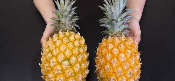菠萝怎么吃不会上火 b3e4b09f7b344afebc0b422a8961277e.jpeg