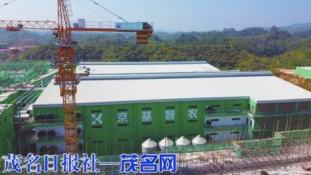 荷花镇30亿元养猪项目开工,完成固定投资4.