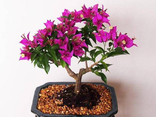 精品三角梅原盆原土 95d17f79e3d747f580aaa12dc4bef2b1.jpeg