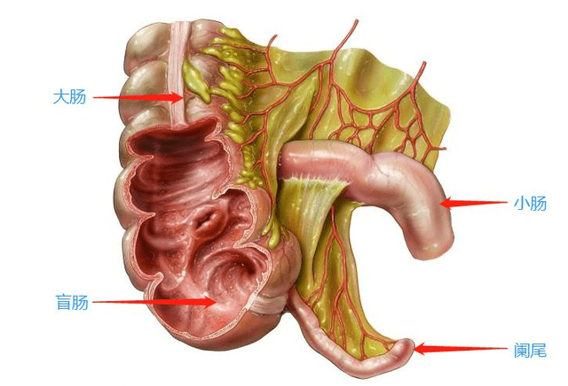 3,直肠2,结肠1,盲肠大肠分为三段:大肠(large intestine)是消化管最后