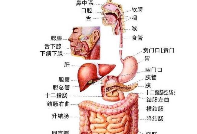 左侧肋骨下方疼胀疼好像有气 左侧肋骨里面疼是怎么回事