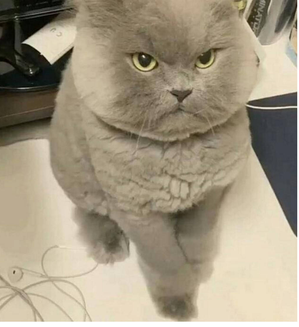 猫咪每天板着一张脸，像个小老头一样，弄得主人忍不住逗它_搜狐网