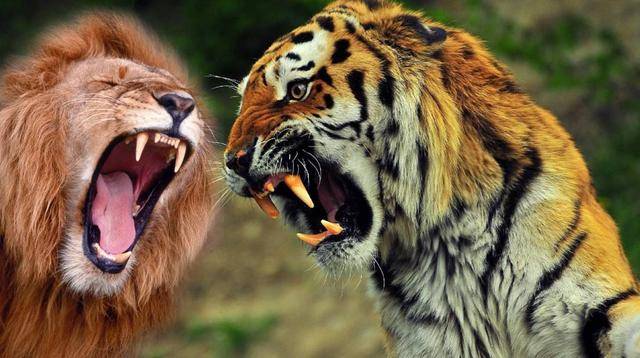 如果地坑狮虎斗是真的为何老虎都趴下了狮子也不敢靠近