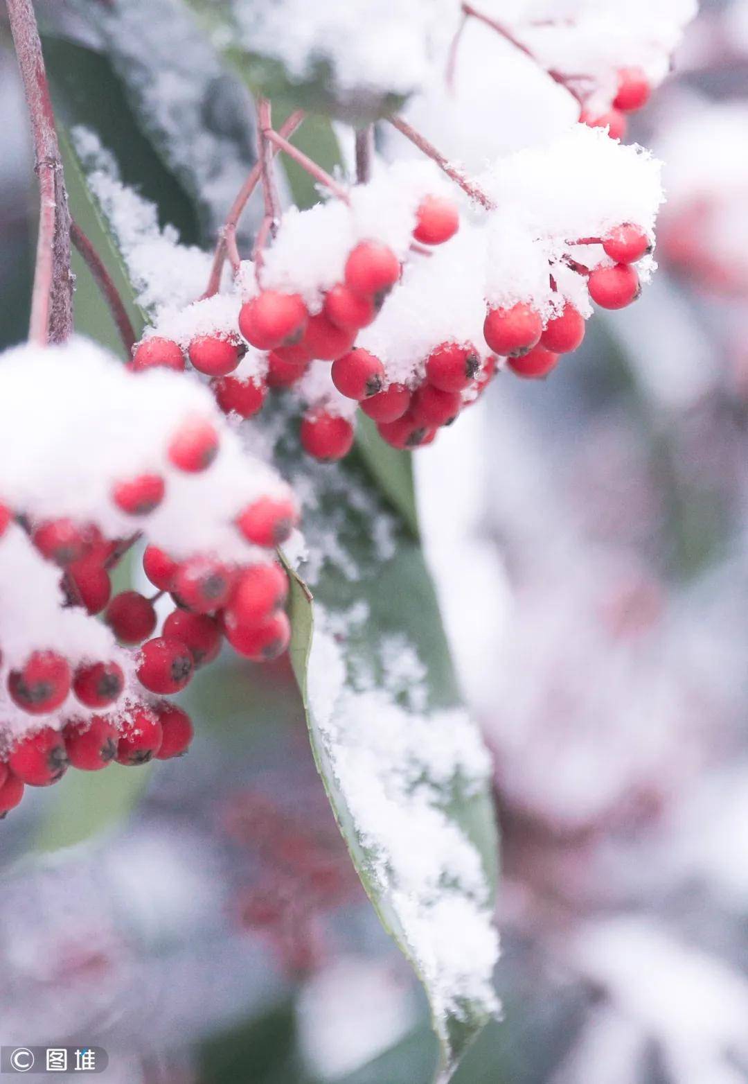 瑞雪兆丰年2020年最后一场雪惊艳亮相临沂最美的雪就在鲁南制药