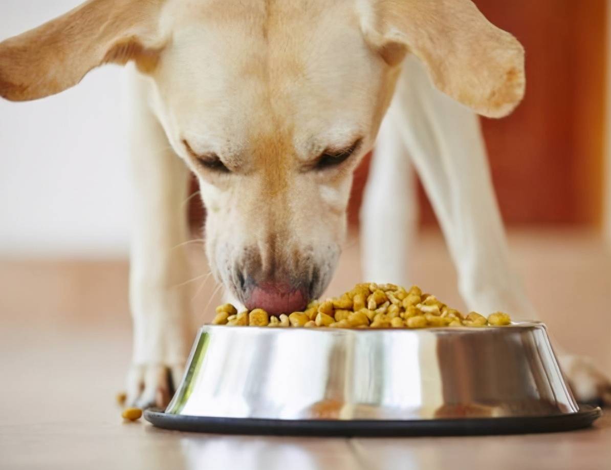 有人喜欢用剩饭剩菜喂食狗狗,觉得吃这个比吃狗粮更加健康.