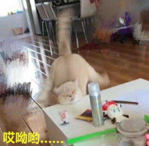 貓咪看見小魚干，激動的得意忘形，忽然腳下一打滑，場面讓人笑噴 萌趣萌寵 第4张
