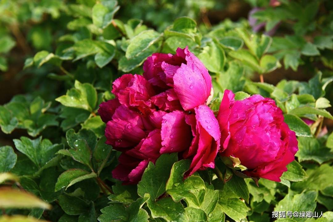 看遍花无胜此花,剪云披雪蘸丹砂——牡丹花