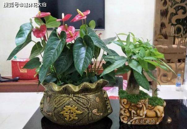 茶叶能放花盆里养花吗 55ee36196ffc4ff18eb1c4280da61cde.jpeg