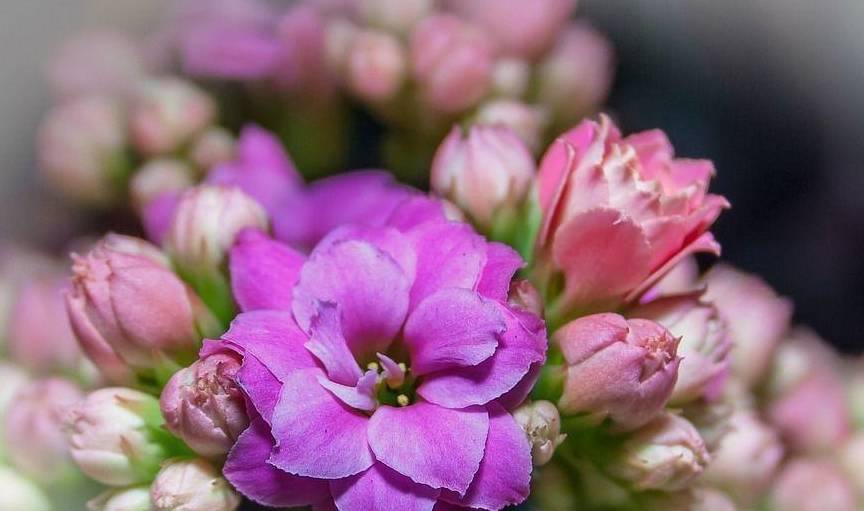 什么时间开什么花 bfd2d470de1e45f691bd8ad2eba051fc.jpeg