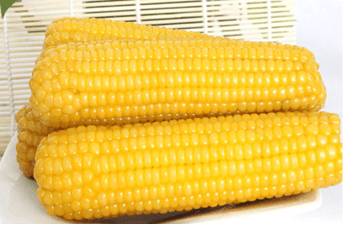 怎么看玉米是普通玉米还是糯玉米 e169608b2fd04f489ce106bf5c5a30f1.png