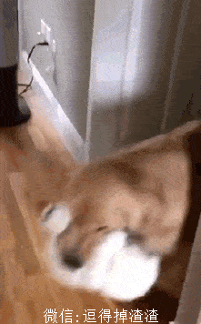 一女性朋友,单身,所以养了一猫一狗.