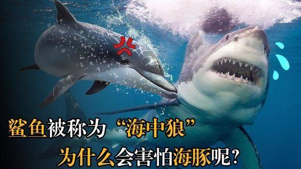 为什么凶猛的鲨鱼会害怕温顺的海豚