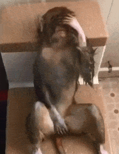 搞笑gif段子我没看走眼吧用这玩意烤牛排谁还敢吃