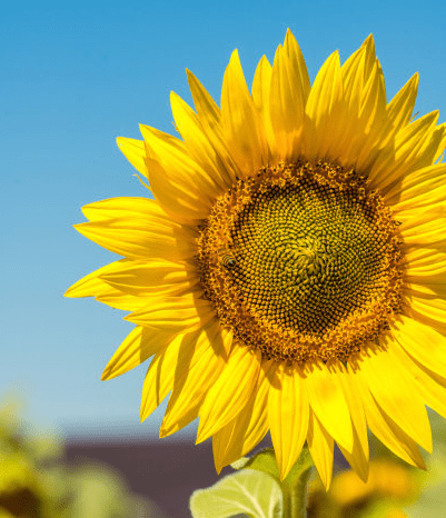 6fa238aa61dd4793be475438a646c5b2.png