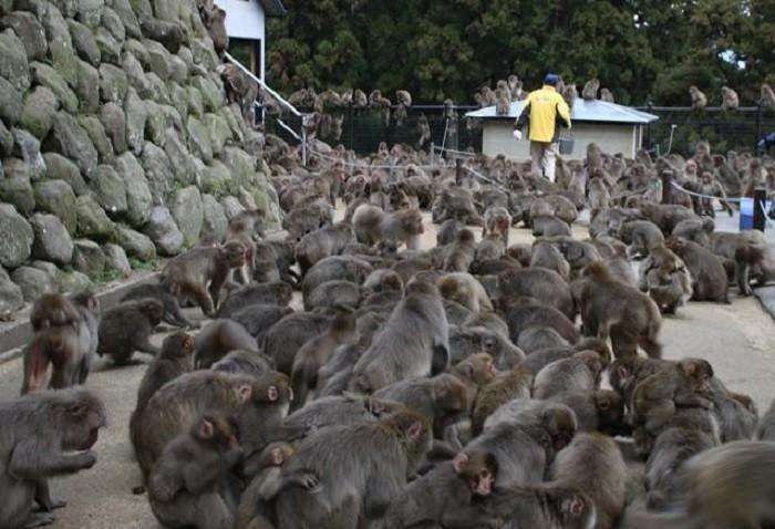 不爽被人类参观! 日本狝猴“集体翘班”动物园只好找人假扮