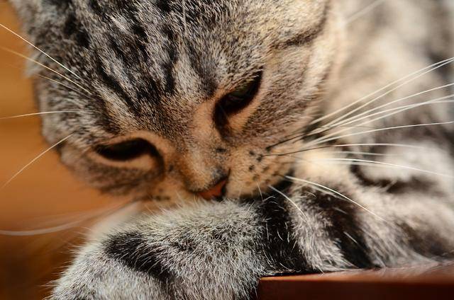 俄系缅因猫特征 8be83ea57c904c0fb26235d11a0a7ff0.jpeg