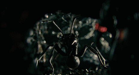 e16a8cb5db7b434ea71ec9376c4118af.gif