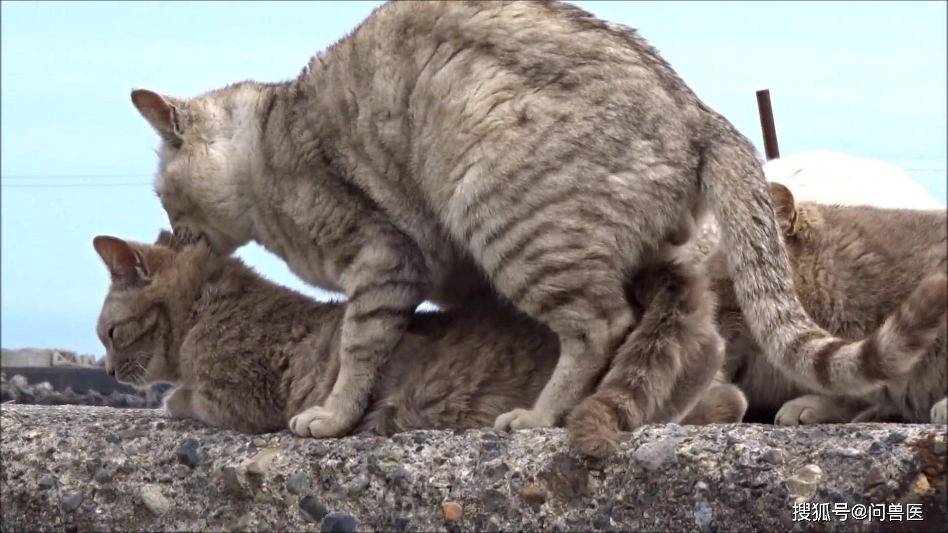 没有母猫的同意公猫是否可以强行交配成功