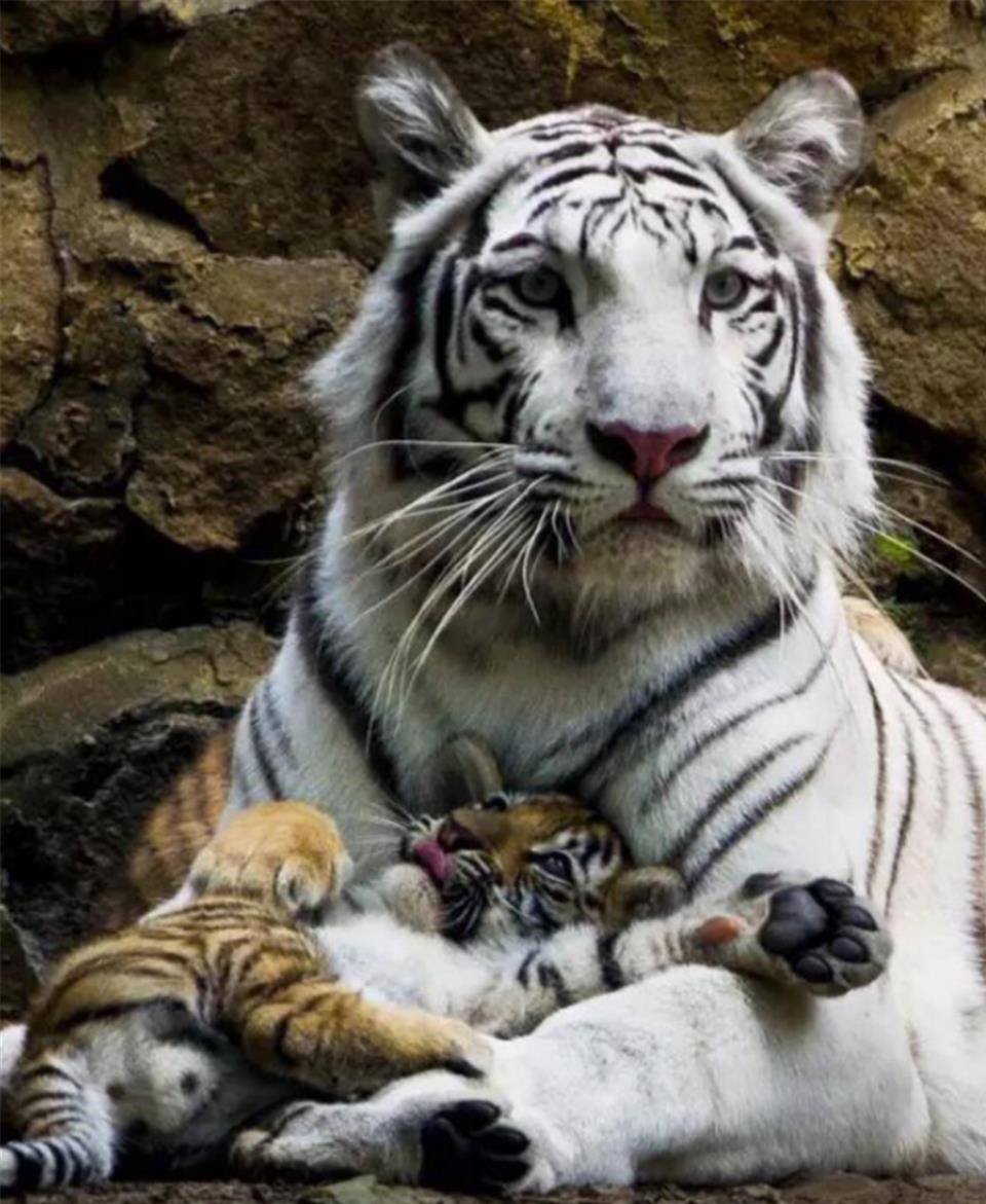 狼什么后成语(3)