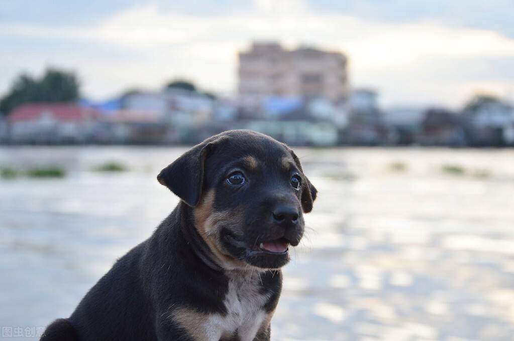 怎么挑选小型母狗最好 007da606ad2e4b2fa50c37a68ac11a25.jpeg