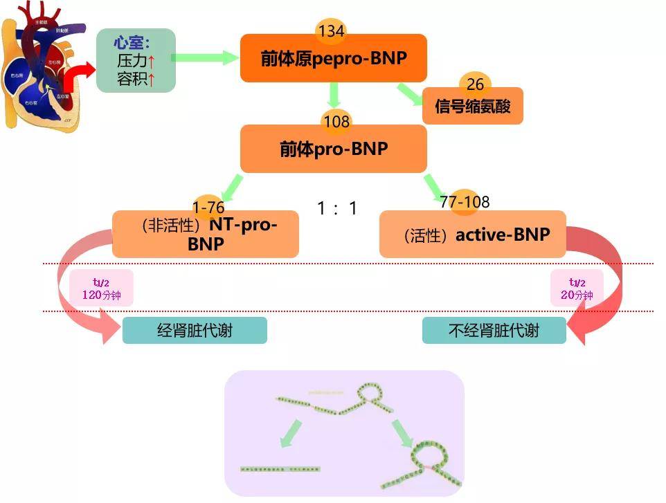 ntprobnp与bnp傻傻分不清一文带你get