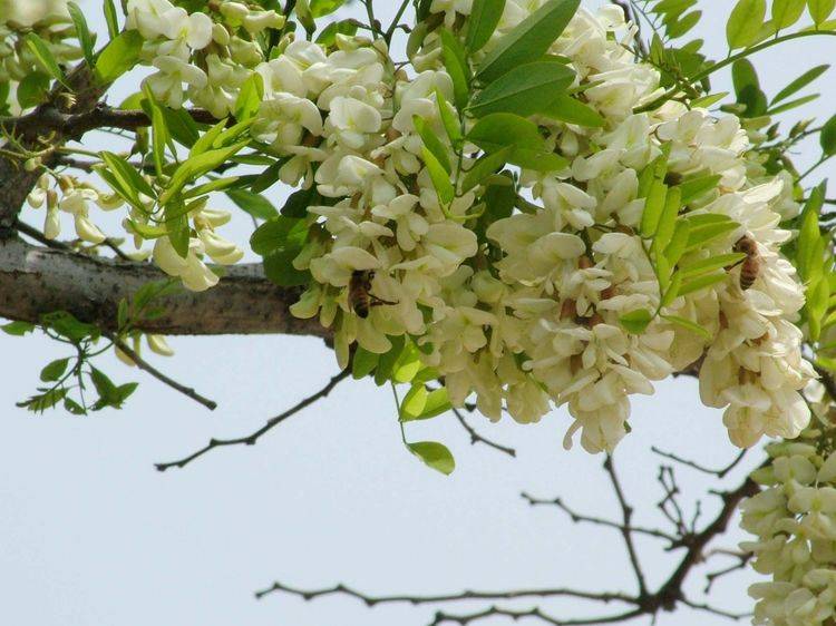 槐花是槐树所结的花,一串串白色的花朵看上去就像是白色的蝴蝶
