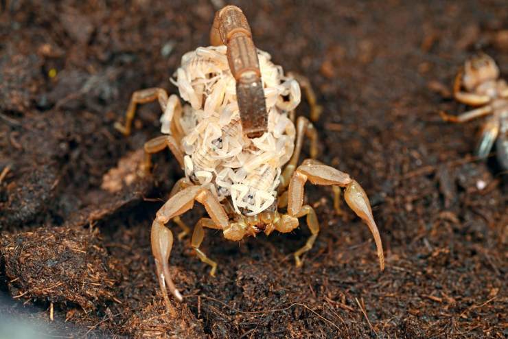 原创六亲不认的蝎子:小蝎子爬不到母亲的背上,就会被母蝎吃掉!