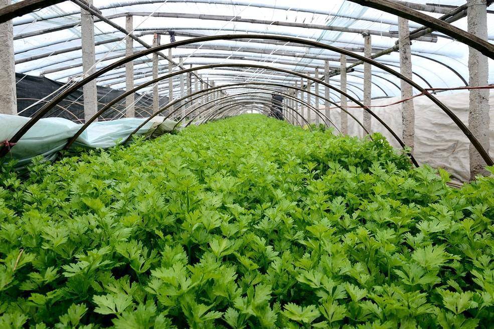 1572c36e28084dfa8459cc2835138120.jpeg