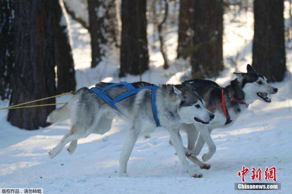 俄罗斯新西伯利亚举行狗拉雪橇赛 汪星人雪地狂奔