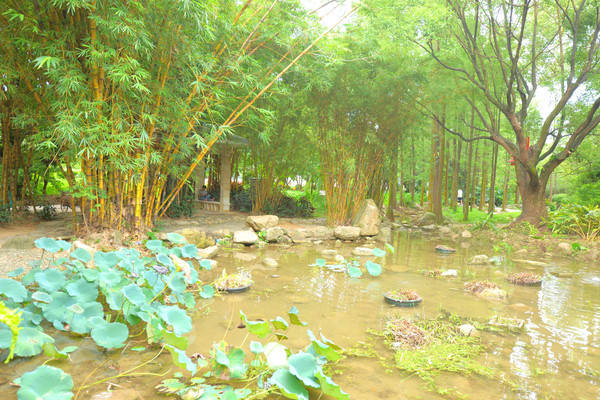 荷花池卖婚纱的地方_荷花池简笔画