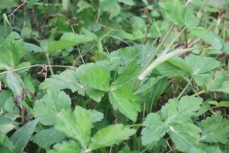 原创这野菜叫做"鸭脚板"爽口清脆比白菜好吃,城里人想吃得靠运气