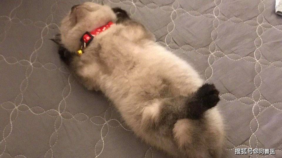 猫睡姿含义和姿势解释